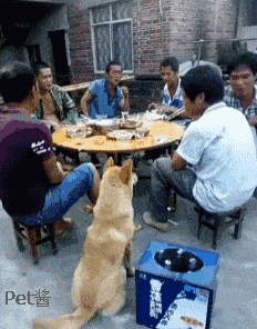 田园犬用几个招数讨要食物,狗狗:各位大爷,赏口饭吧