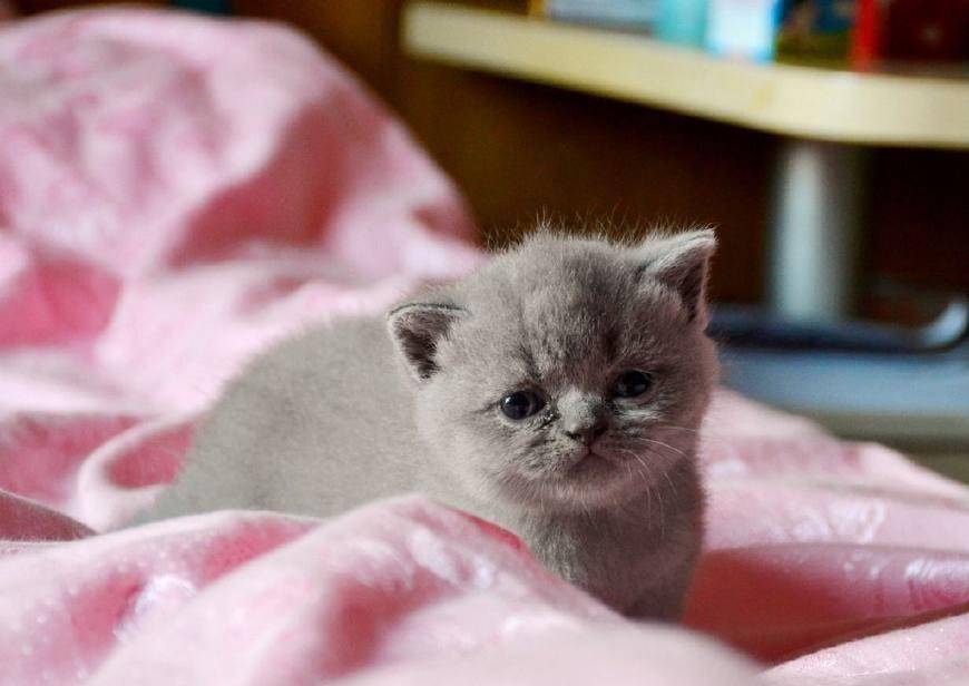 未满月的英国短毛猫能喝婴儿奶粉吗英国短毛幼猫喝什么奶粉好
