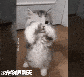 新来的短腿猫非常凶残,一套喵喵拳下来,铲屎官鼻血哗哗的流