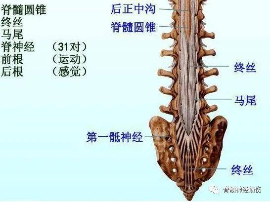 终丝脂肪变性会发展为马尾神经损伤?_脊髓