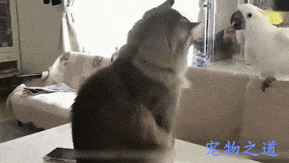 主人新买一只鹦鹉,一进门就挑衅家中的猫咪,猫咪的反应令人意外