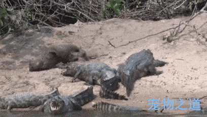 一只水獭在几只鳄鱼身边表演,鳄鱼快被它弄崩溃了:二货真烦