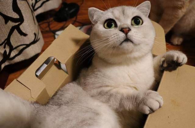 原创想要猫咪越来越"信任你",其实很简单