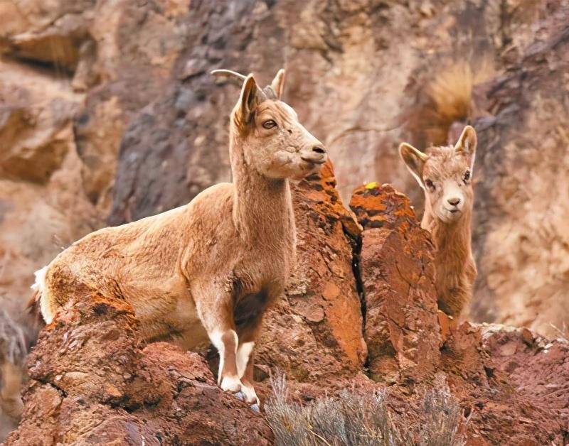 3种野生羊栖息高山萌呆啦