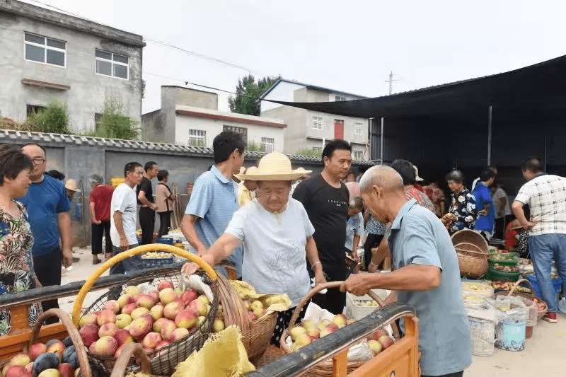 淅川县滔河乡:喜摘丰收果 群众笑开颜