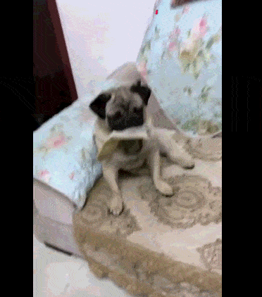 这只八哥犬不仅拆家还把主人的貂给咬了被训的一脸委屈