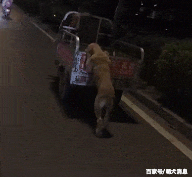 狗狗帮主人推车出去摆地摊,赚狗粮,网友:我家二货只会