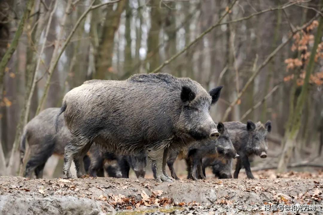 原创野猪正在占领福岛数量或超10万头还与家猪杂交产生新物种