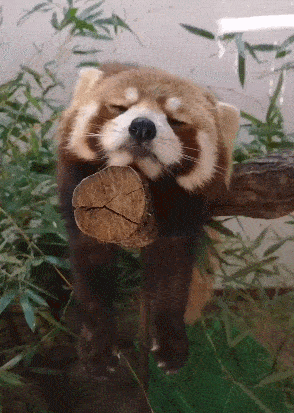 原创小熊猫趴在树桩上睡觉,睡姿太萌走红网络,网友:担心它摔下去!