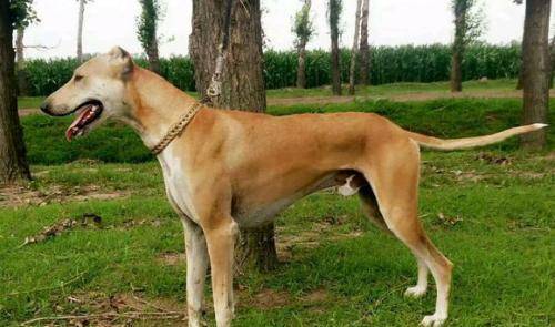 原创此犬是草原上最强的犬种,连被称为"草原之王"的蒙古獒都不及它