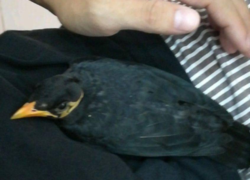 咱们分两种情况分析,一种是雏鸟开始饲养的鹩哥,一般来说手养鹩哥对