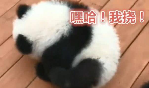 短腿熊猫宝宝耳朵痒,前后爪子挠不到,网友调笑爪子太短?