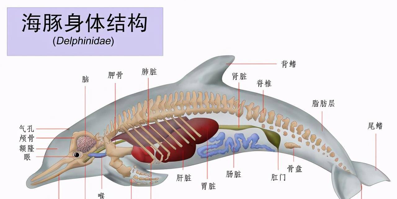 海豚的开放性,社交性和情绪不稳定性几乎和灵长类动物的性