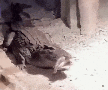 动物园中一只流浪猫闯入鳄鱼地盘,被鳄一口咬住,其它猫不敢靠近