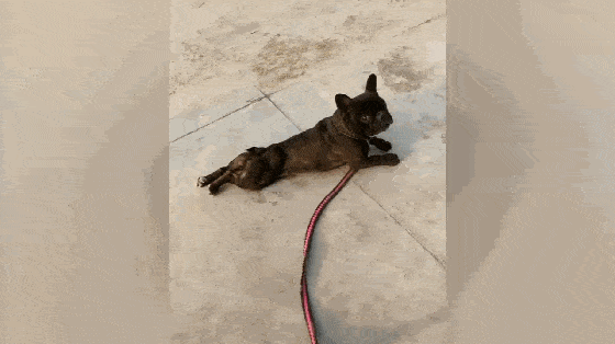 斗牛犬贪玩,遛狗不想回家趴地上装瘸,狗:我的腿不听使唤了