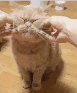 猫宠物 一般猫会在家哪里上厕所,会随地大小便吗?