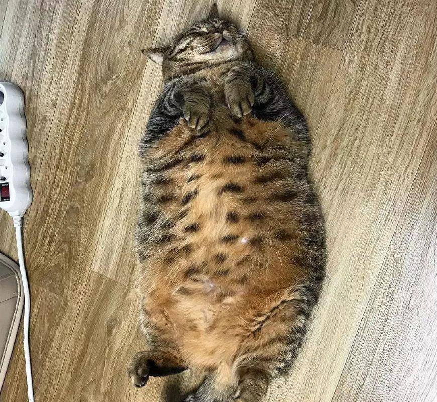 原创看着猫咪这些圆滚滚的肚子就想到:肚皮有多大舞台就有多大