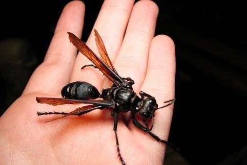比如著名的世界最大的膜翅目:沙漠蛛蜂. 面对天敌,蜘蛛有三种行为