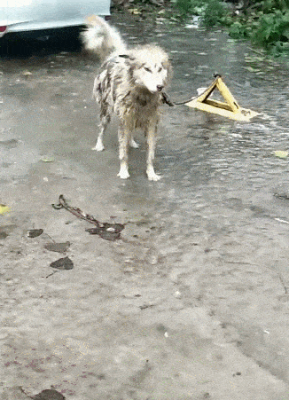 原创阿拉斯加被困在雨里,全身打湿,走进一瞧变成流浪狗!
