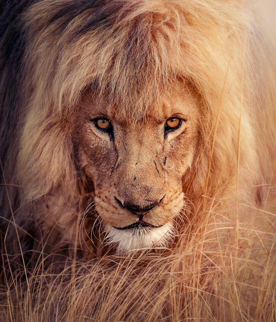 近距离野生动物肖像,摄影师拍出狮子的美丽和雄姿