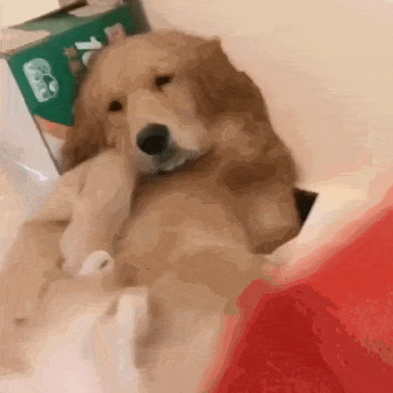 金毛偷喝果汁被揍,躺地上一脸生无可恋,狗:请允许我放肆一回