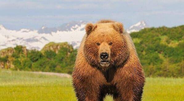 原创巨棕熊和北极熊谁是熊中霸主?老虎能单挑过吗?奇趣自然