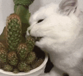 这个喵星人的牙口比橘猫还好,喵星人,果然是一种两脚兽搞不懂的生物呢