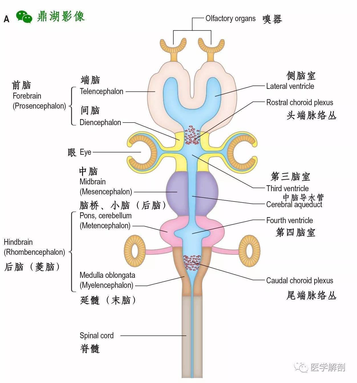 中枢神经系统 | 脑_延髓