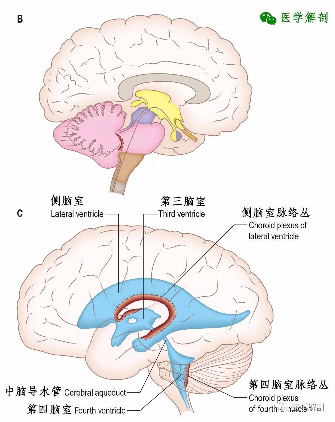 中枢神经系统 | 脑_延髓