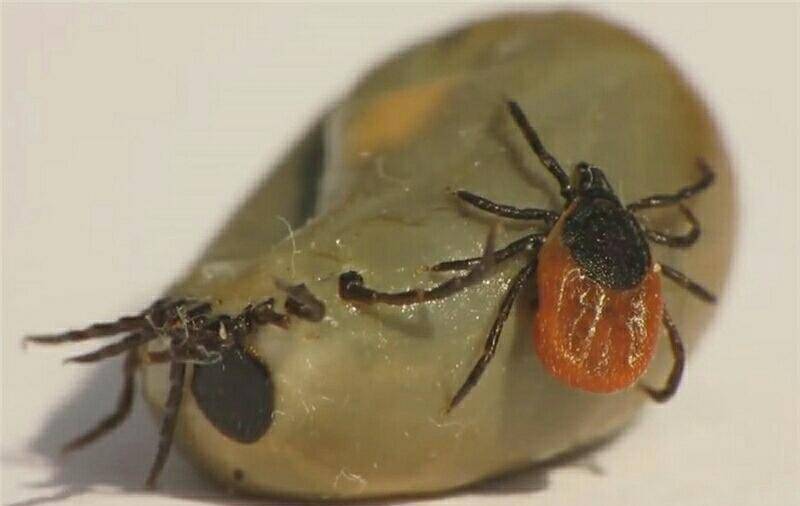 蜱虫咬蜱虫?大蜱虫身上惊现伤口 小蜱虫有"作案嫌疑"