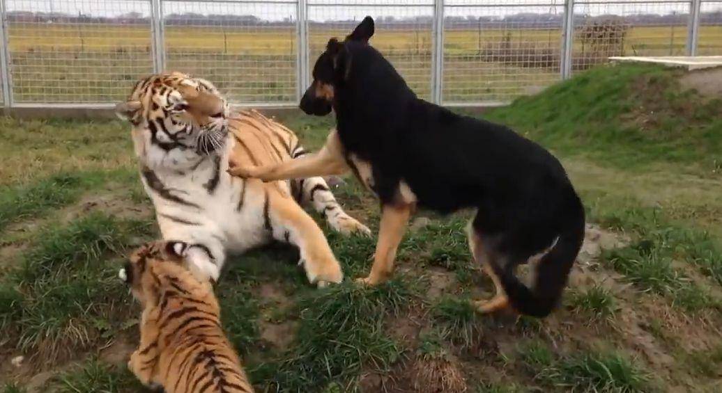 原创老虎和狗成了好朋友,还被狗"揍了一顿",这就是虎落平阳被犬欺