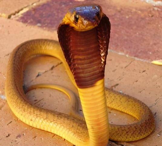原创异常凶猛最致命的大型毒蛇黄金眼镜蛇