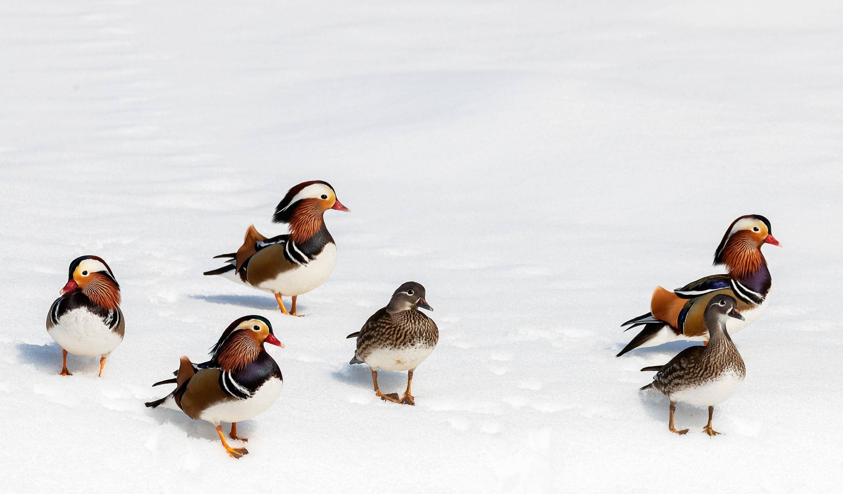 4月1日,一群野生鸳鸯在大雪中觅食