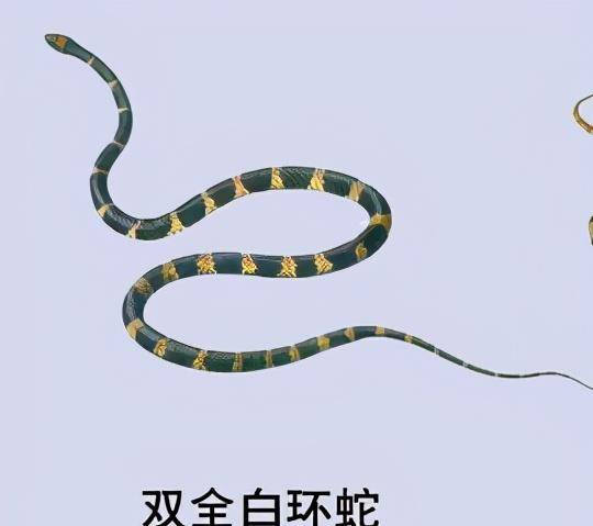 原创双全白环蛇长得像银环蛇却是无毒蛇