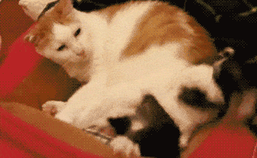 网友在吃饭,猫咪蹲在一旁满脸怒火:吃独食?不想活了!