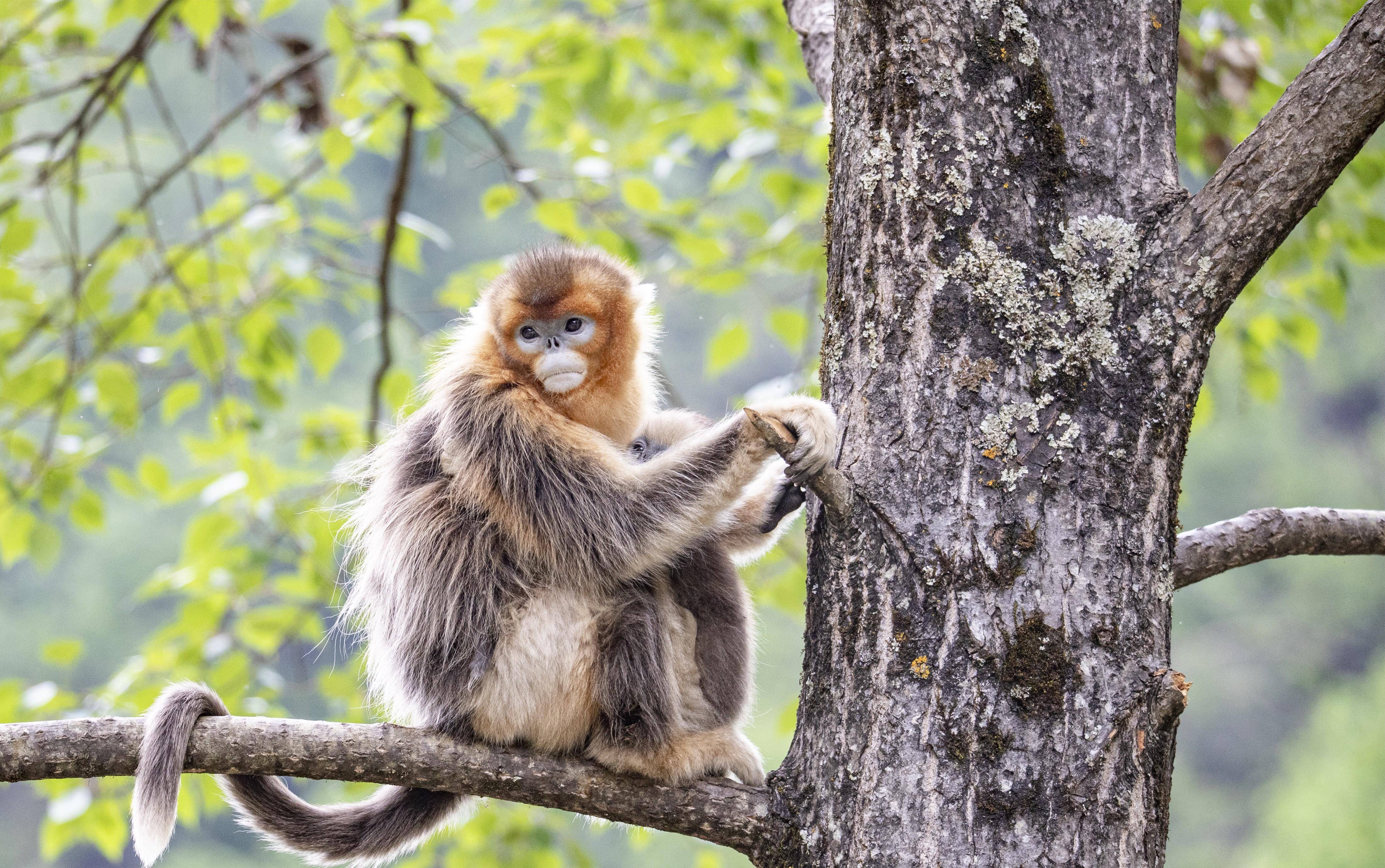 原创四川九寨沟白河国家级自然保护区内的川金丝猴