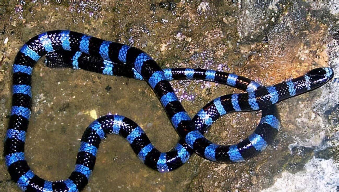 平颏海蛇,前沟牙类毒蛇.背面绿