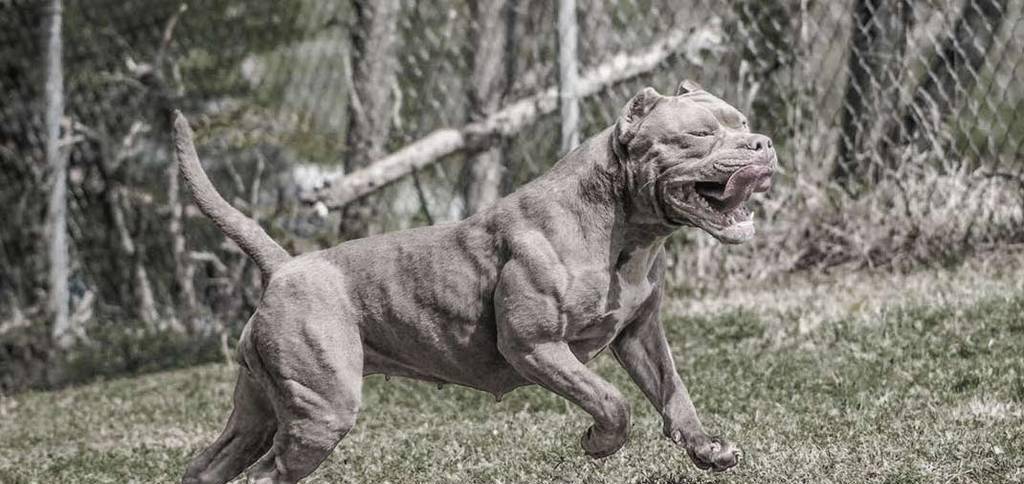 它的血统是犬中极品,斗犬与军犬混血产物,誉为混血魔兽的护卫犬