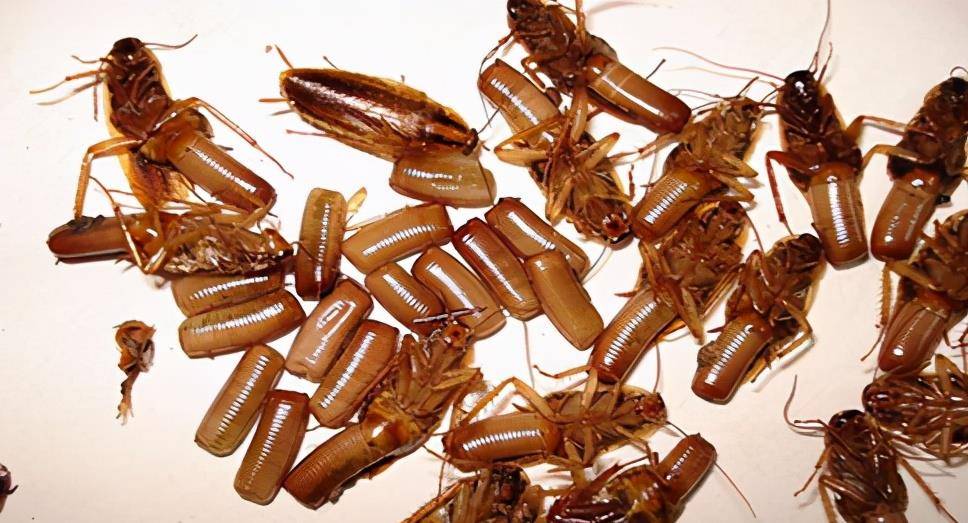 蟑螂繁殖能力非常强,成熟的雌蟑螂每7-10天可以产生14-40粒卵鞘,卵鞘