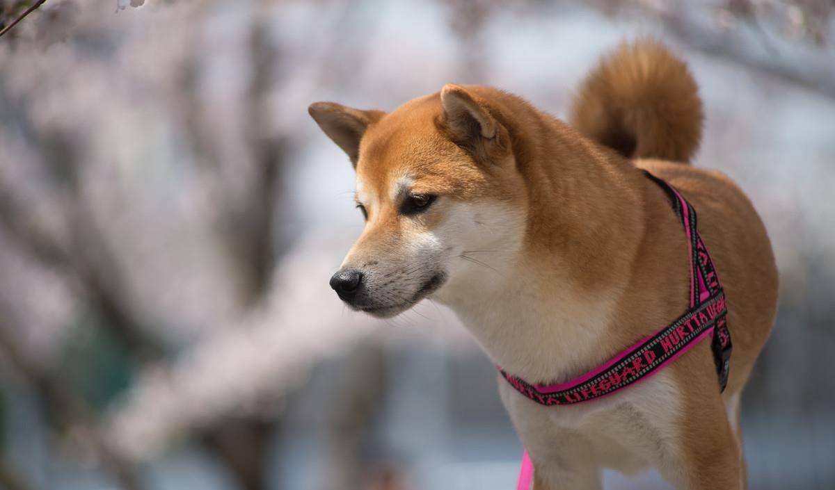 柴犬和秋田犬分不清主要有这4点区别看过忠犬八公就分得出
