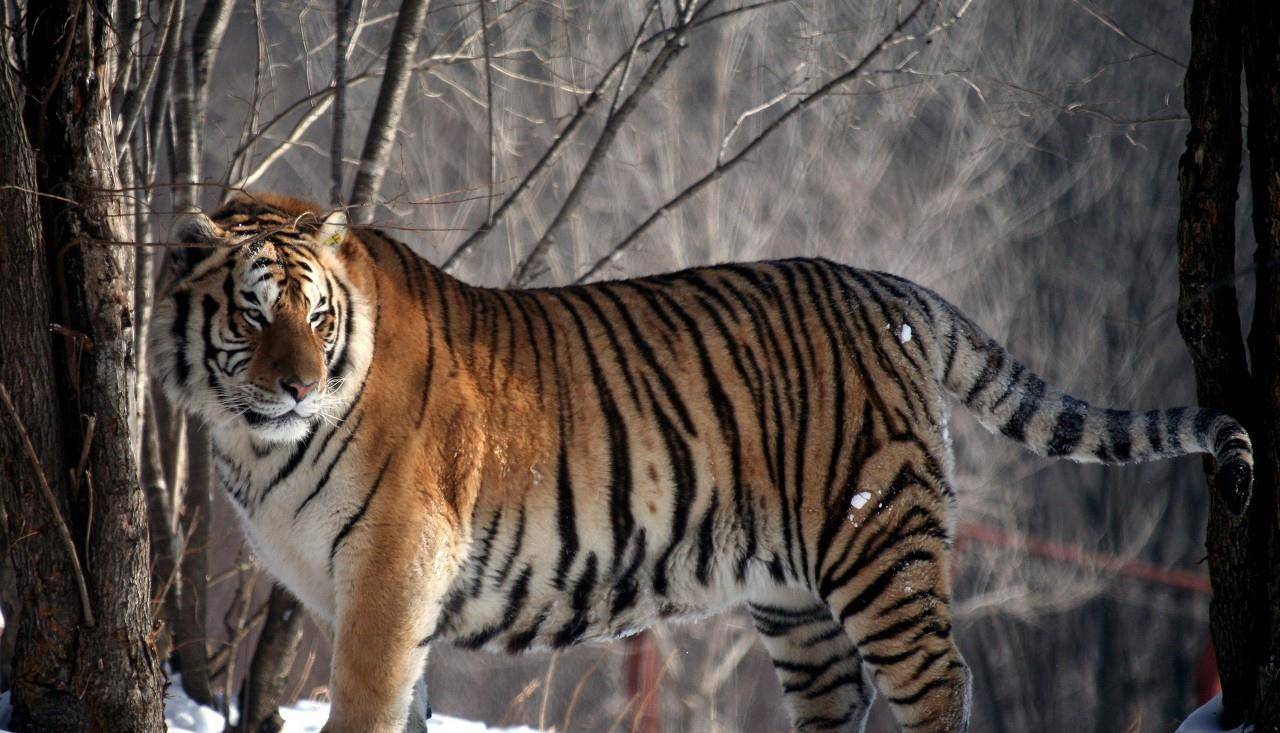 原创大型东北虎能打赢非洲野生的雌狮吗