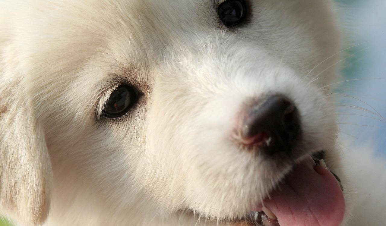 2006年9月拍摄,大白熊犬,张嘴,可爱. (图片来自东方ic)
