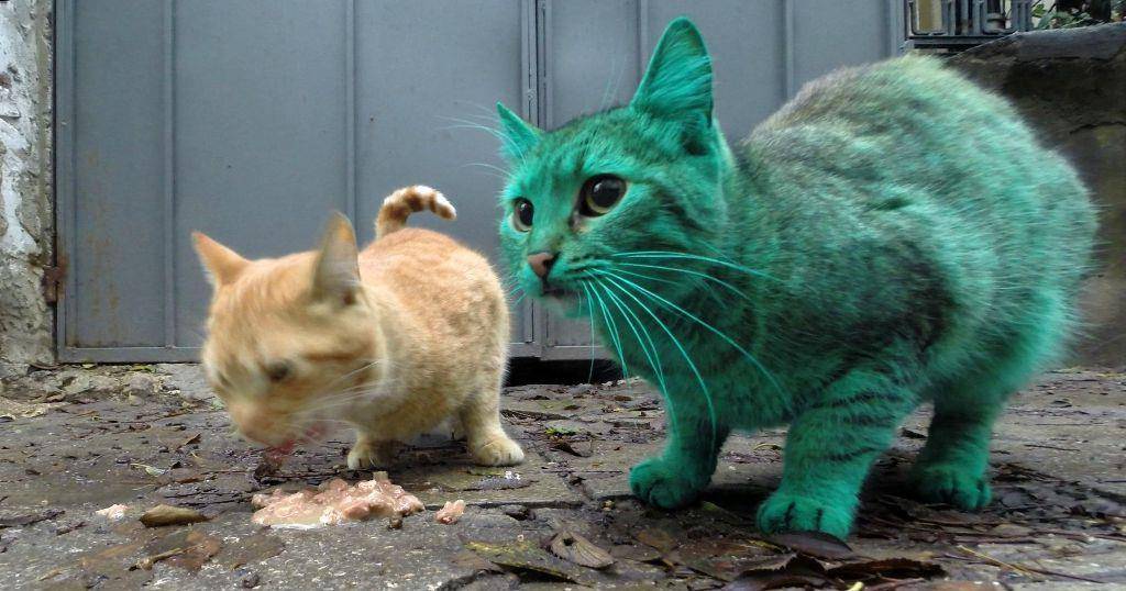 原创绿猫突现保加利亚街头,每天颜色还在加深,有人恶作剧?