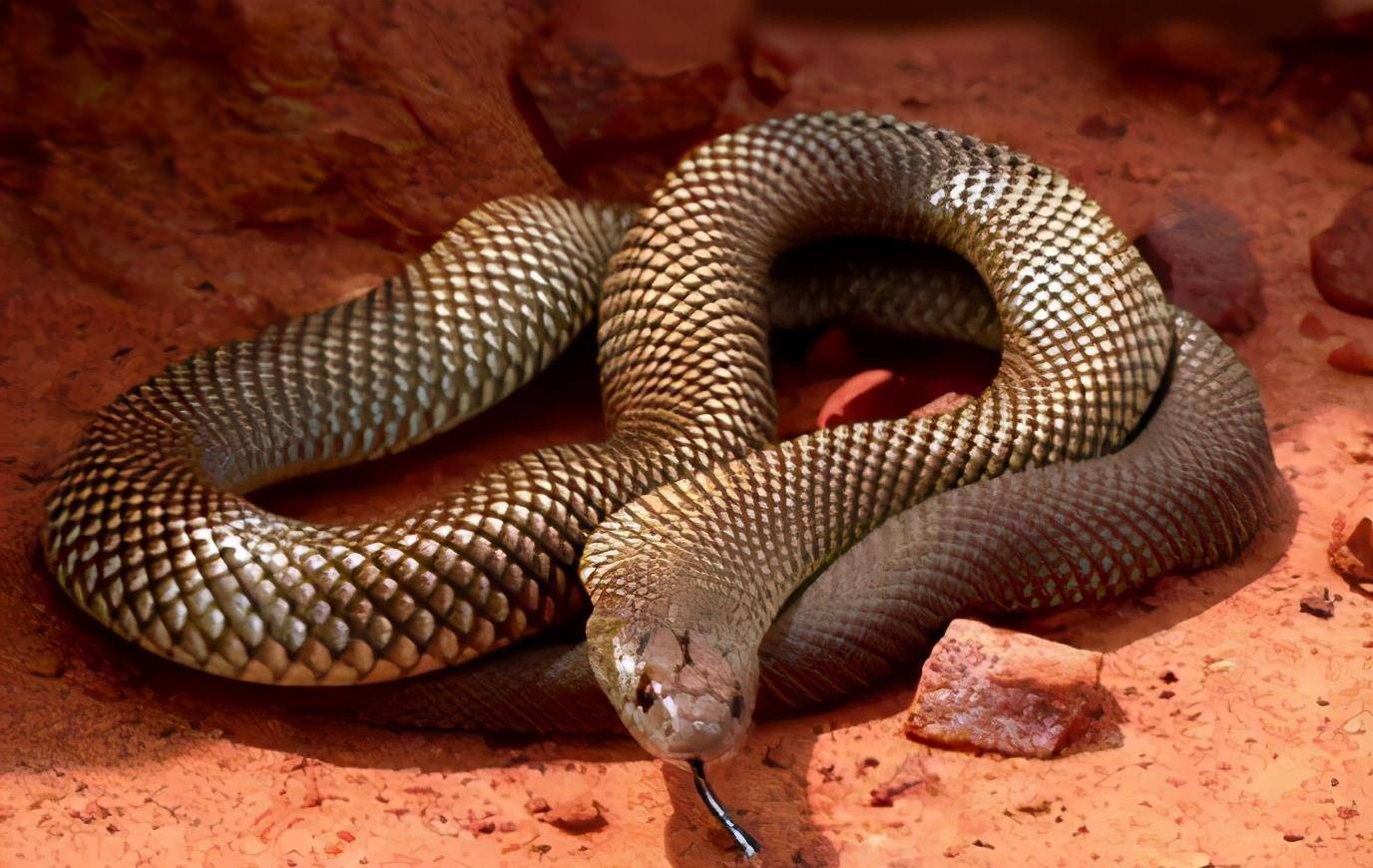 原创澳洲最大毒蛇,不惜撑死也要吞掉蟒蛇的恶霸——棕伊澳蛇