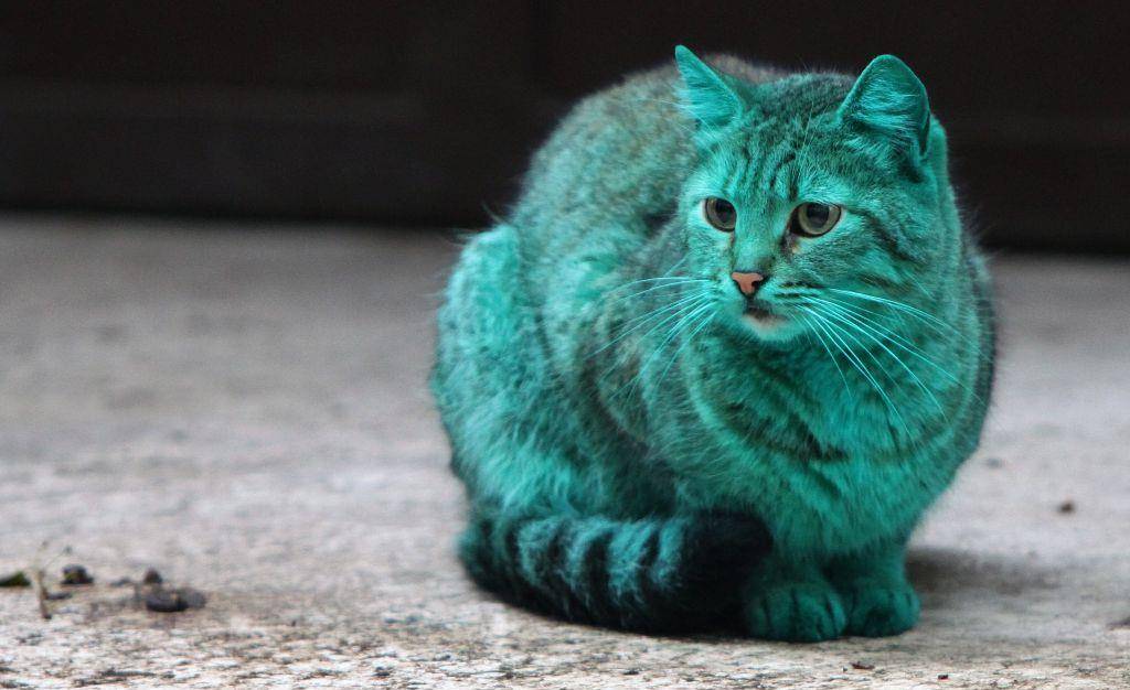 原创绿猫突现保加利亚街头,每天颜色还在加深,有人恶作剧?