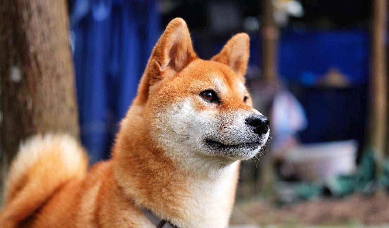 原创"不要再被柴犬憨态可掬的笑容欺骗了"告诉你真实的柴犬是什么样