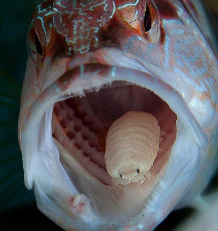 靠吃鱼舌为生的外星寄生虫缩头鱼虱将变成鱼类的假舌头