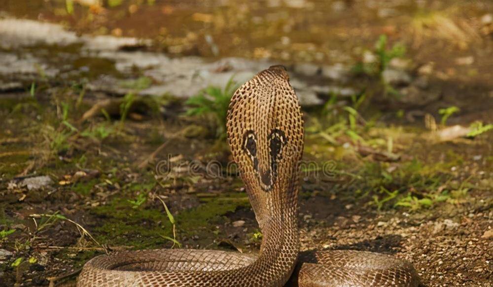 印度眼镜蛇,被誉为印度神蛇,杀人如麻的剧毒蛇