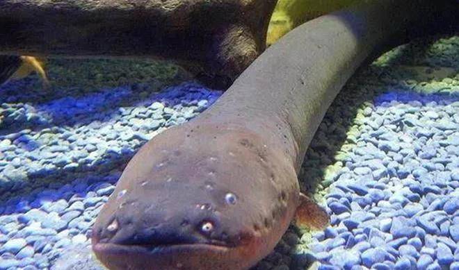 三个让人恐惧的水下生物