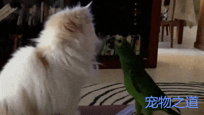 鹦鹉第一次与猫咪见面,就啄了一撮猫毛下来,猫咪:你太